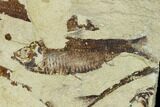 Fossil Fish (Gosiutichthys) Mortality Plate - Lake Gosiute #105412-2